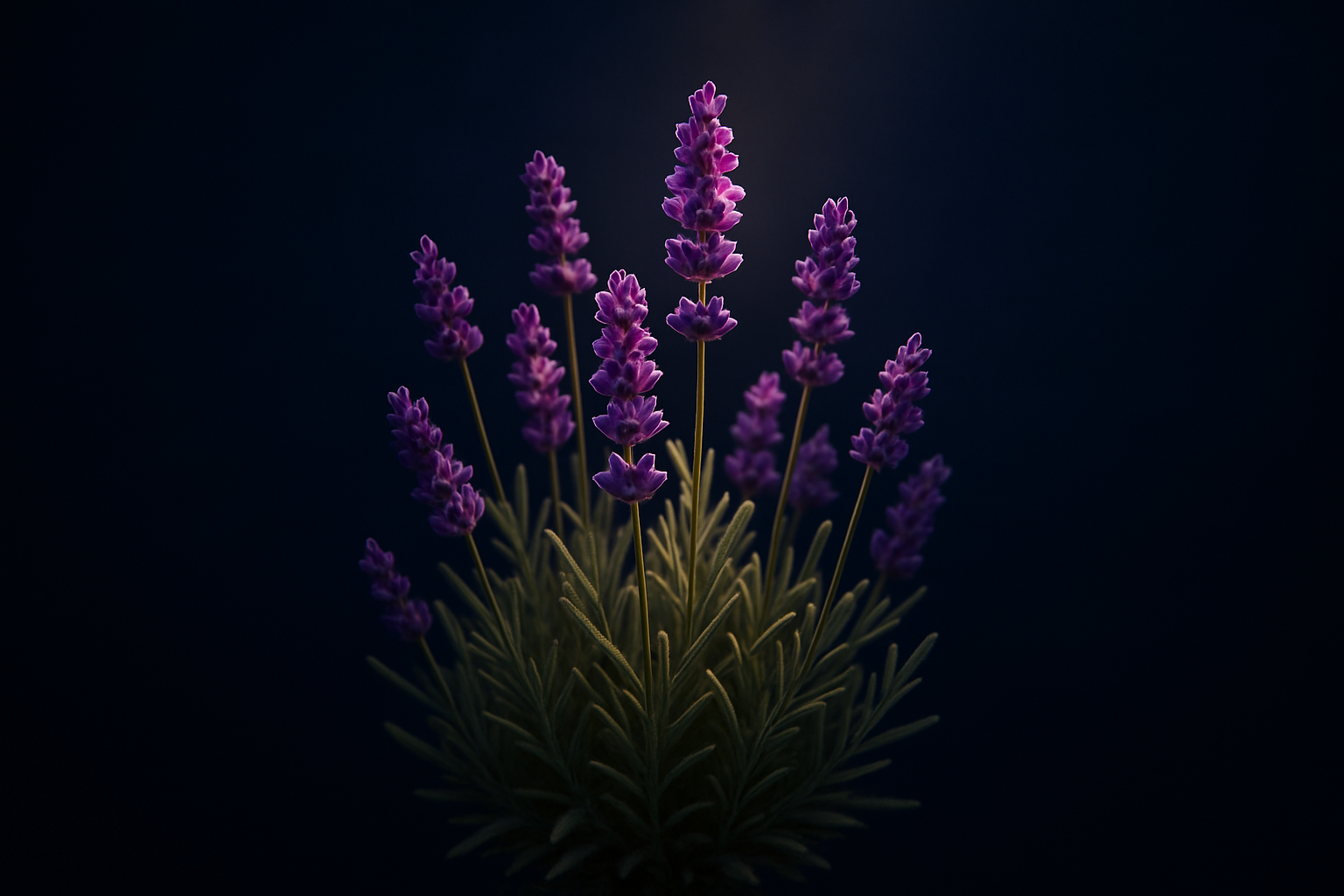 Lavender plant met een donker blauwe achtergrond waar licht op de plant straalt